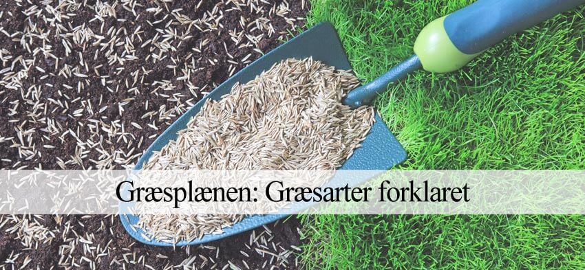 Græsarter og græssorter til græsplænen