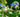 hjulkrone