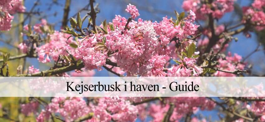 kejserbusk plantevejledning
