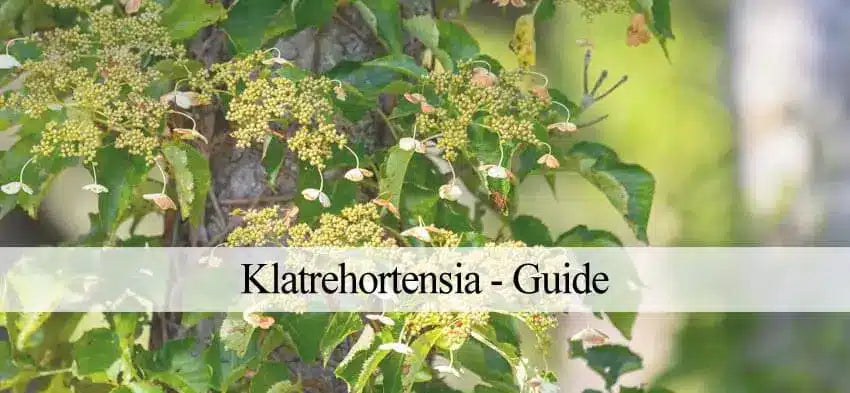 klatrehortensia i haven