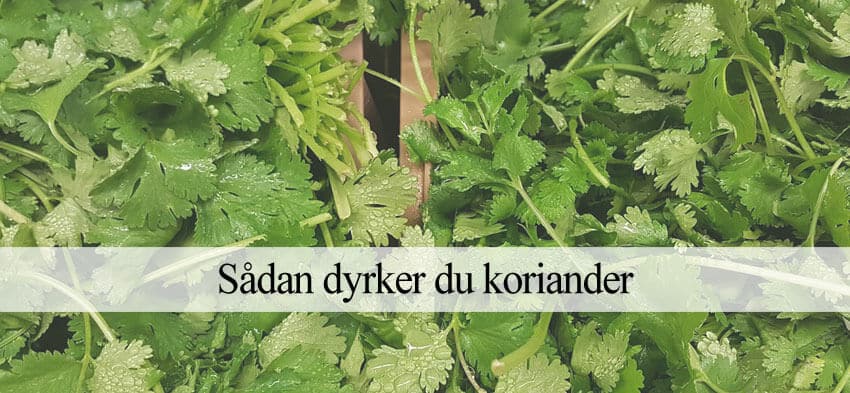 dyrke koriander