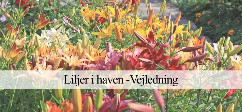liljer i haven