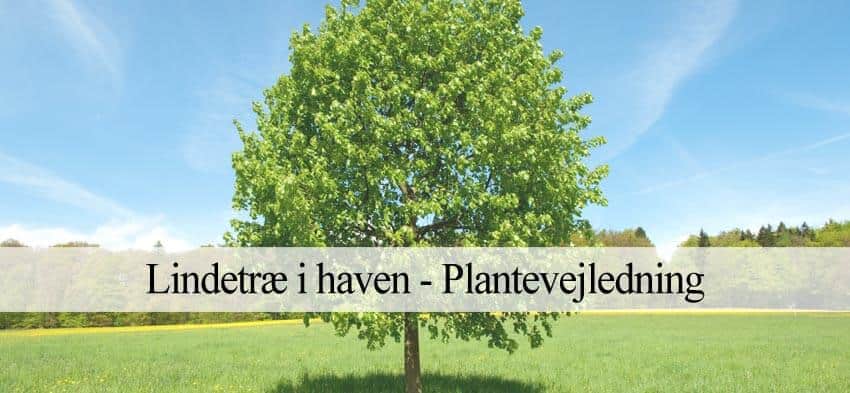 Lindetræ (GUIDE) - Udplantning. pasning og beskæring – Havehandel.dk