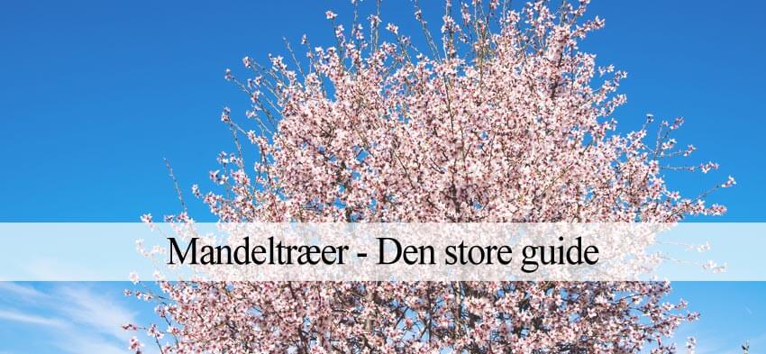 Mandeltræer - Udplantning og pasning (Stor guide) – Havehandel.dk
