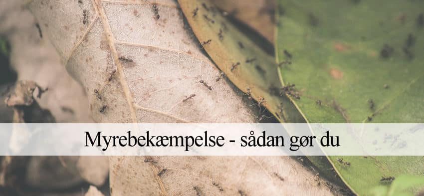 Bekæmpelse af myrer
