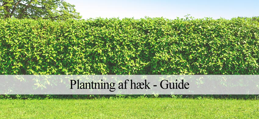 Gui Hæk Plantning af hæk - Sådan planter gartneren hæk (Guide) – Havehandel.dk