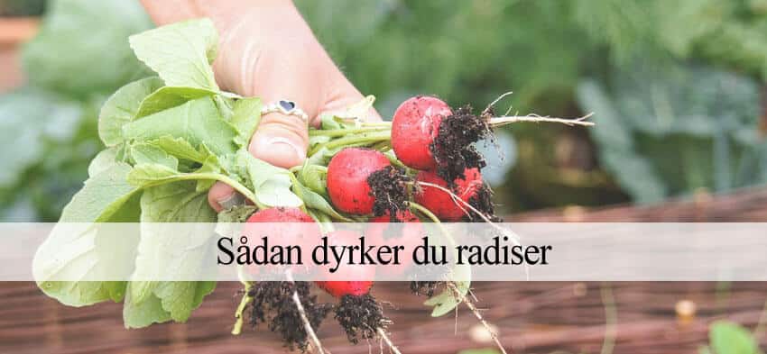 dyrke radiser