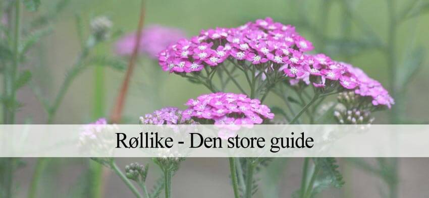 Røllike (Guide) - Alt om røllike arter, såning og pasning – Havehandel.dk