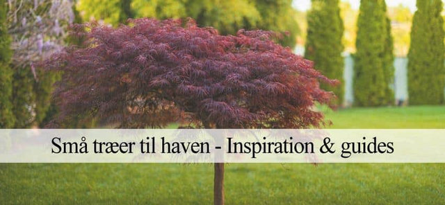 10 gode små træer til haven og krukker (Inspiration) – Havehandel.dk