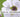 syrisk rose vejledning