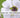 syrisk rose vejledning