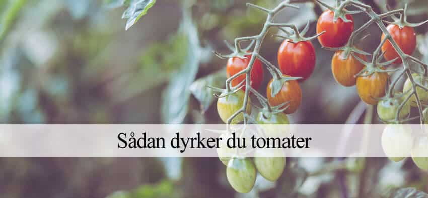 tomat dyrkning
