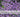 violfrøstjerne guide