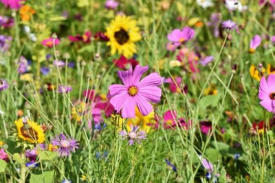 Blomsterfrø