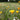blomsterfrø til krukker