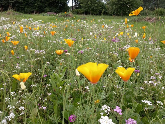 blomsterfrø til krukker