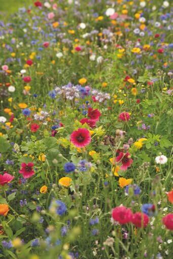 bivenlige blomster