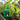 GreenX Agurkgødning 5 liter