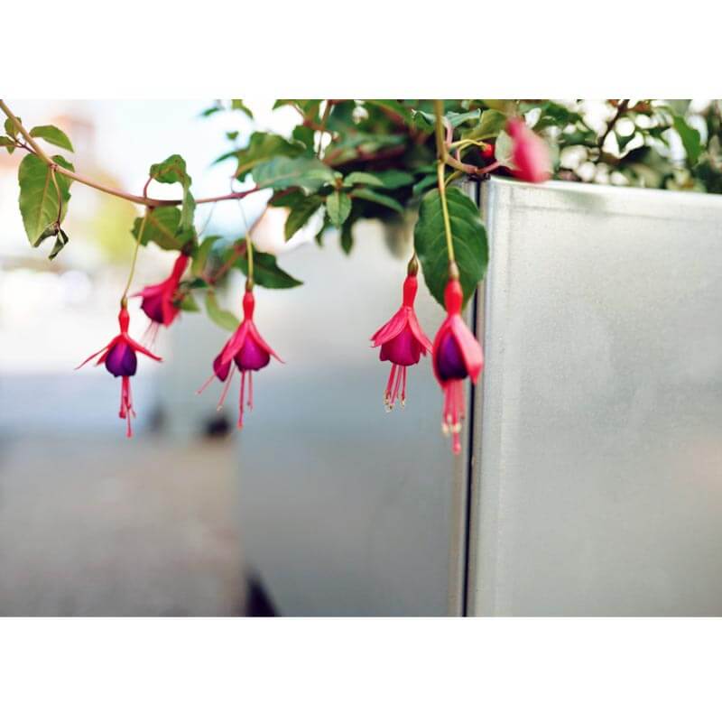tilplantet højbed i højgalvaniseret stål