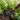 Plantekultivator