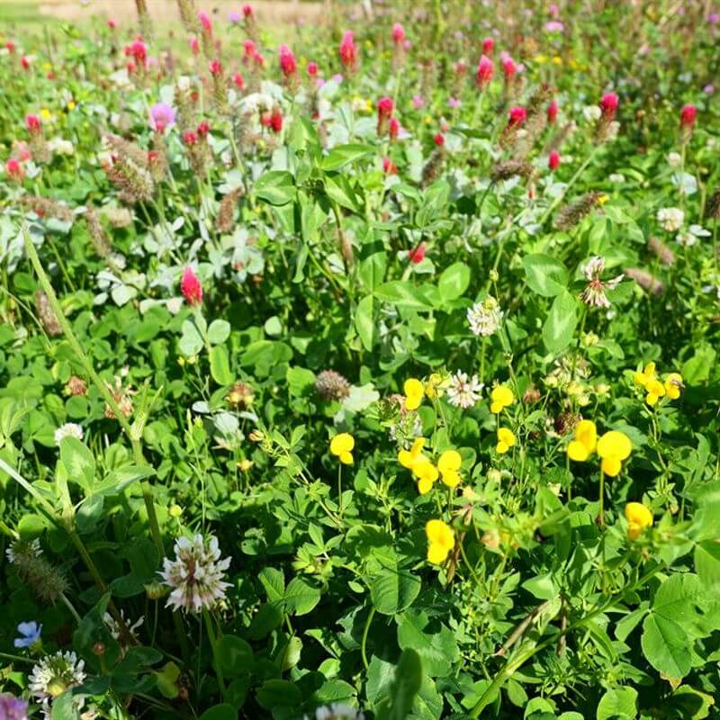 Blomster- og bestøverbrak uden græs 10 kg