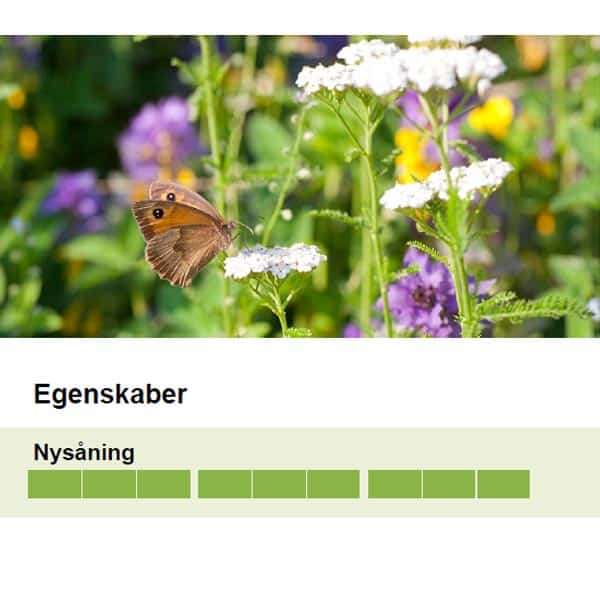 blomstereng græsfrø egenskaber