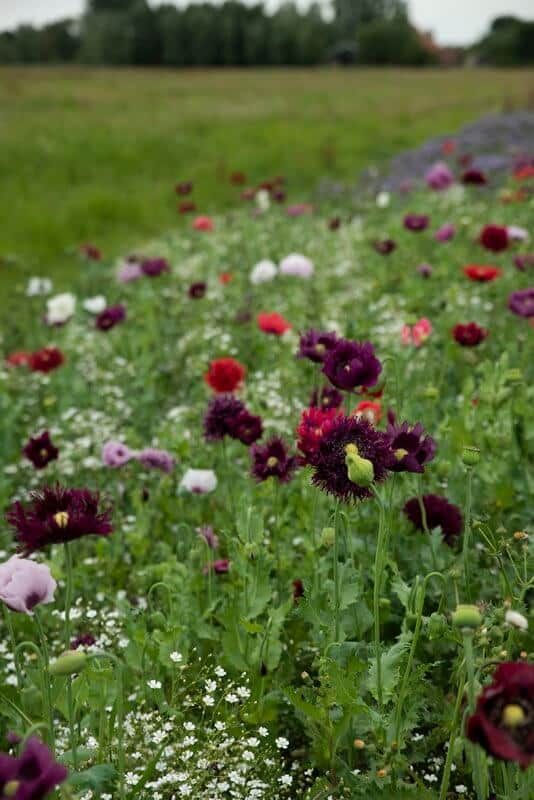 tørrede blomster frø