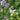 Blomsterbrak Enårig 10 kg