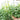 Plantestøtte espalier 240 x 240 cm