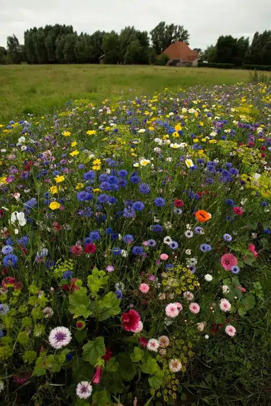 blomsterblanding til pluk selv blomster