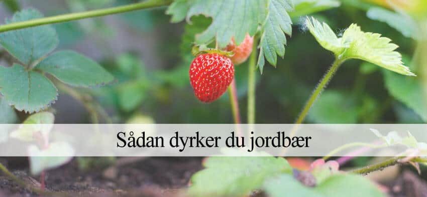 af jordbær - Sådan dyrker jordbær (Trin-for-trin guide)