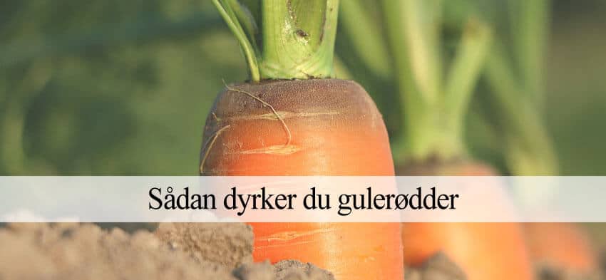 Kollega måle pludselig Dyrkning af gulerødder | Lær at dyrke dine egne gulerødder!