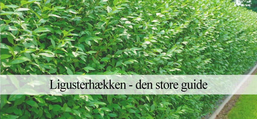 Sorter, plantning og gødning | Havehandel.dk