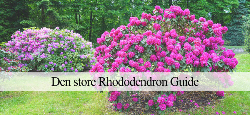 Plantning, gødning beskæring af Rhododendron - Havehandel.dk