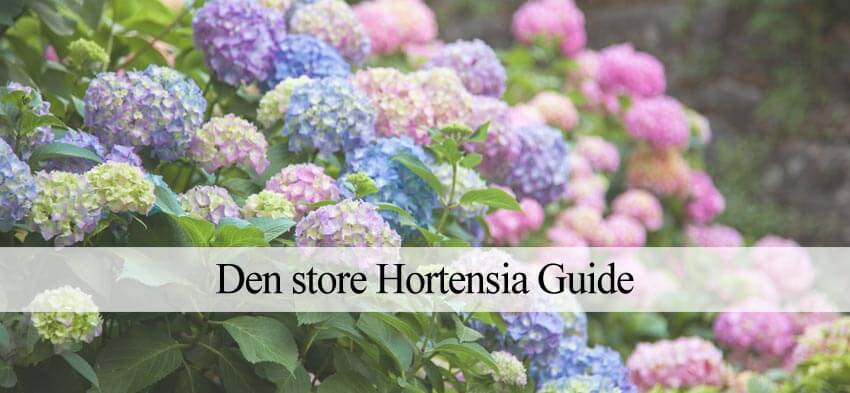 - Alt om plantning og beskæring af hortensia (Guide)