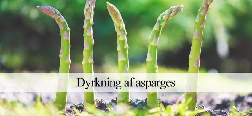 Dyrkning asparges i haven (Nem guide) - Havehandel.dk