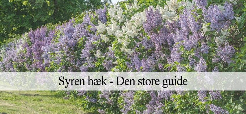 Syren hæk (Guide) - Alt plantning, pasning, klipning m.m.