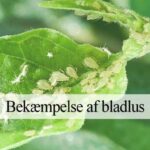 bladlus i haven