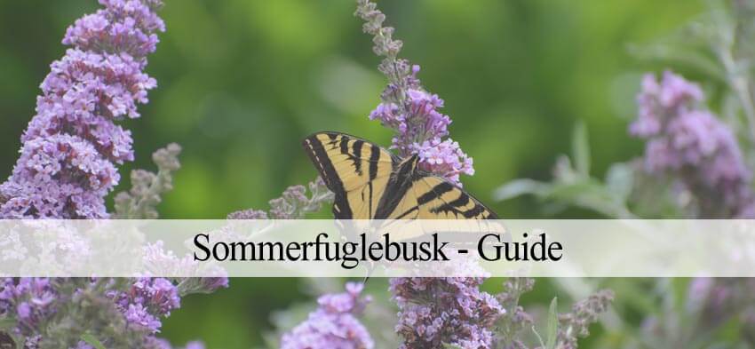 Sommerfuglebusk: Plantning & pleje - Havehandel.dk