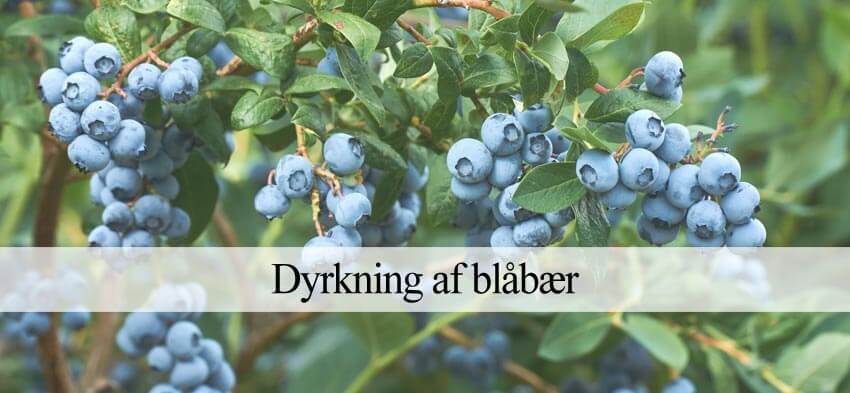 Uartig Af Gud alarm Blåbær: Plantning, pleje & beskæring af blåbærbuske - Havehandel