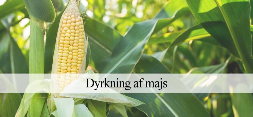 Forventer Alligevel zone Dyrkning af majs (Trin for trin vejledning) - Havehandel.dk