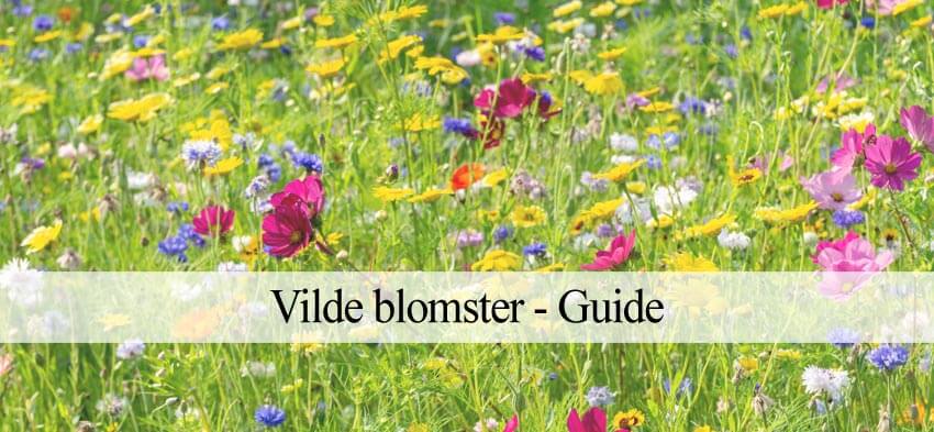 Vilde blomster: om blomsterblandinger - Havehandel.dk