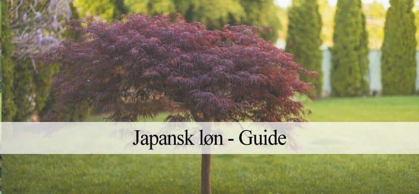 Japansk Løn Plantning & beskæring (Guide)