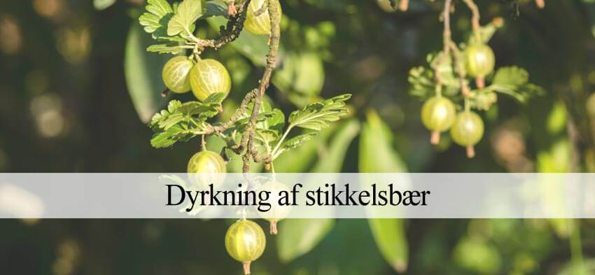 Stikkelsbær: Få succes med - Havehandel.dk