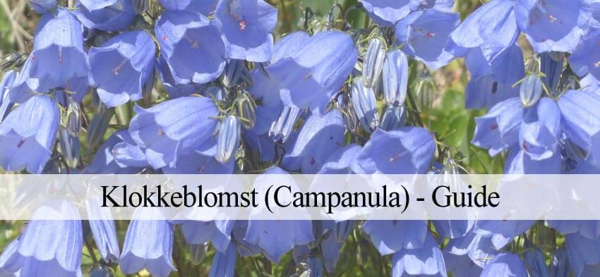 Encommium Mug Hård ring Klokkeblomst (Campanula) - Alt om sorter, plantning og pleje