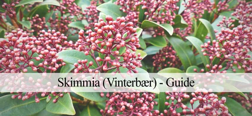 (Vinterbær) – Guide til en grøn og vinterhave