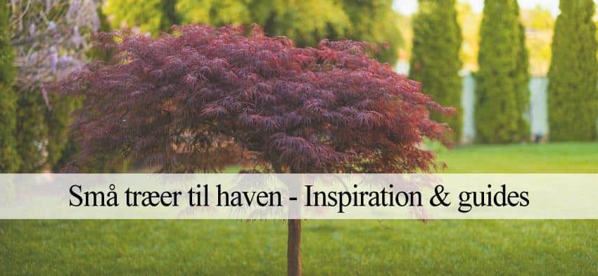 gode små træer til haven og krukker - Inspiration & guides