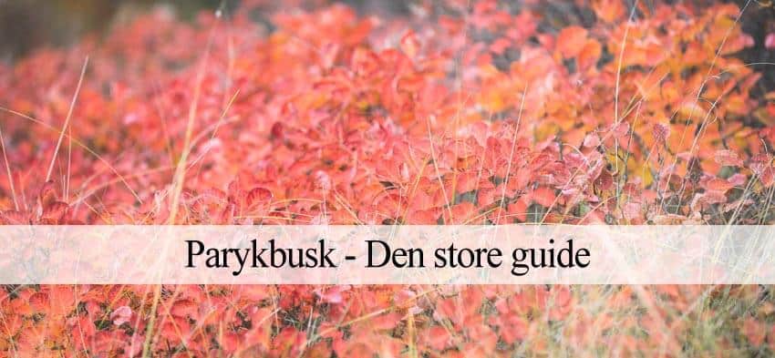 Parykbusk (Komplet guide): Sorter, plantning & pleje -