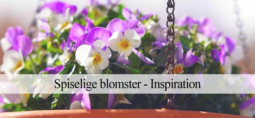 14 spiselige blomster haven (Inspiration) - Havehandel.dk