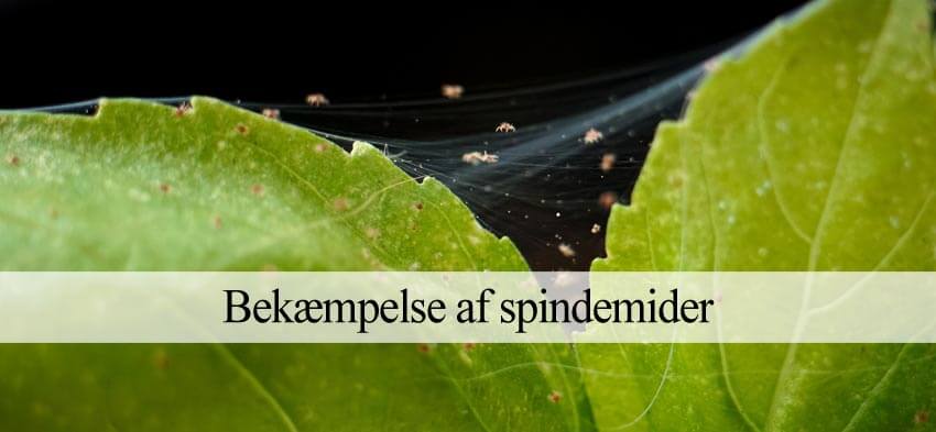 Spindemider: Bekæmpelse og forebyggelse Havehandel.dk